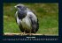 Vögel 2025 Fotokalender DIN A4 - Bild 13