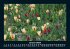 Blumenkalender 2025 Fotokalender DIN A5 - Bild 6