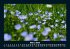 Blumenkalender 2025 Fotokalender DIN A5 - Bild 8