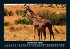 Giraffen 2025 Fotokalender DIN A5 - Bild 2