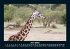 Giraffen 2025 Fotokalender DIN A5 - Bild 11