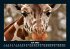 Giraffen 2025 Fotokalender DIN A5 - Bild 12