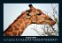 Giraffen 2025 Fotokalender DIN A5 - Bild 13