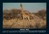 Giraffen 2025 Fotokalender DIN A5 - Bild 3