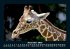 Giraffen 2025 Fotokalender DIN A5 - Bild 5