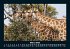 Giraffen 2025 Fotokalender DIN A5 - Bild 8
