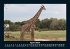 Giraffen 2025 Fotokalender DIN A5 - Bild 9