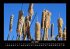 Bilder aus der Natur 2025 Fotokalender... - Bild 11