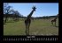 Giraffen 2025 Fotokalender DIN A3 - Bild 13