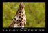 Giraffen 2025 Fotokalender DIN A3 - Bild 9