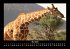 Giraffen 2025 Fotokalender DIN A3 - Bild 10