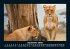 Löwen in der Wildnis 2025 Fotokalender... - Bild 2