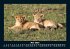 Löwen in der Wildnis 2025 Fotokalender... - Bild 10