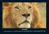 Löwen in der Wildnis 2025 Fotokalender... - Bild 11