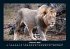Löwen in der Wildnis 2025 Fotokalender... - Bild 7