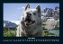 Hunde 2025 Fotokalender DIN A4 - Bild 12