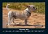 Hunde 2025 Fotokalender DIN A4 - Bild 4