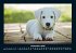 Hunde 2025 Fotokalender DIN A4 - Bild 5