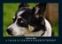 Hunde 2025 Fotokalender DIN A4 - Bild 7
