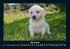 Hunde 2025 Fotokalender DIN A4 - Bild 8