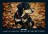 Hunde 2025 Fotokalender DIN A4 - Bild 9
