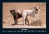 Hunde 2025 Fotokalender DIN A4 - Bild 10