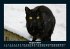 Für Katzenfreunde 2025 Fotokalender... - Bild 13