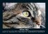 Für Katzenfreunde 2025 Fotokalender... - Bild 3