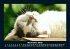 Für Katzenfreunde 2025 Fotokalender... - Bild 4