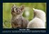 Für Katzenfreunde 2025 Fotokalender... - Bild 5