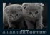Für Katzenfreunde 2025 Fotokalender... - Bild 6