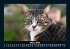 Für Katzenfreunde 2025 Fotokalender... - Bild 8