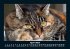 Für Katzenfreunde 2025 Fotokalender... - Bild 9