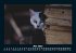 Für Katzenfreunde 2025 Fotokalender... - Bild 10