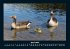 Enten 2025 Fotokalender DIN A4 - Bild 9