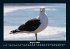 Vogelparadies 2025 Fotokalender DIN A4 - Bild 13