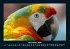 Vogelparadies 2025 Fotokalender DIN A4 - Bild 4
