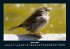 Vogelparadies 2025 Fotokalender DIN A4 - Bild 9