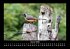 Welt der Vögel 2025 Fotokalender DIN A3 - Bild 6