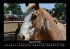 Pferdetraum 2025 Fotokalender DIN A3 - Bild 2
