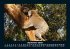 Koala 2025 Fotokalender DIN A5 - Bild 2