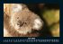 Koala 2025 Fotokalender DIN A5 - Bild 12