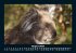 Koala 2025 Fotokalender DIN A5 - Bild 13