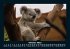 Koala 2025 Fotokalender DIN A5 - Bild 3