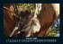 Koala 2025 Fotokalender DIN A5 - Bild 7