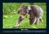 Koala 2025 Fotokalender DIN A5 - Bild 8