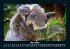 Koala 2025 Fotokalender DIN A5 - Bild 10