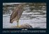 Vogelparadies 2025 Fotokalender DIN A5 - Bild 12