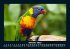 Vogelparadies 2025 Fotokalender DIN A5 - Bild 3