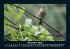 Vogelparadies 2025 Fotokalender DIN A5 - Bild 4